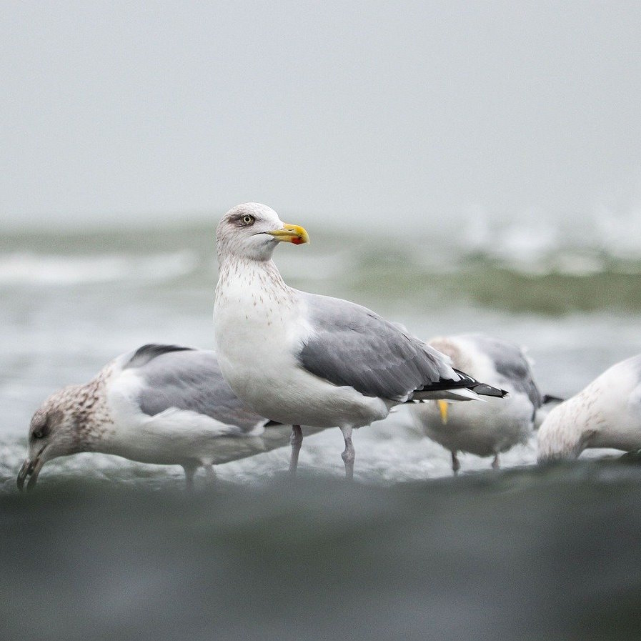 Kontakt zu Nordsee Ostsee Ferien